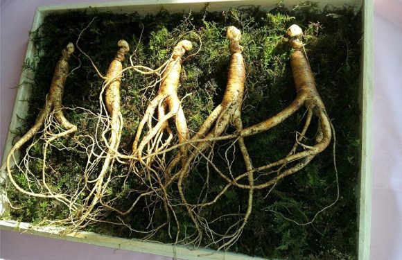 Ginseng Coreano și beneficiile sale pentru minte și organism