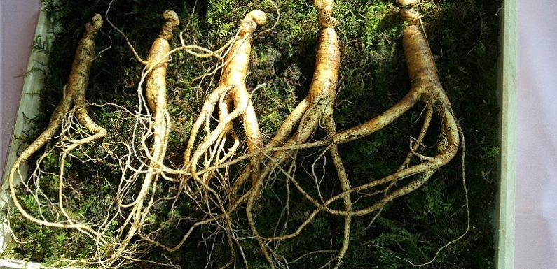 Ginseng Coreano și beneficiile sale pentru minte și organism